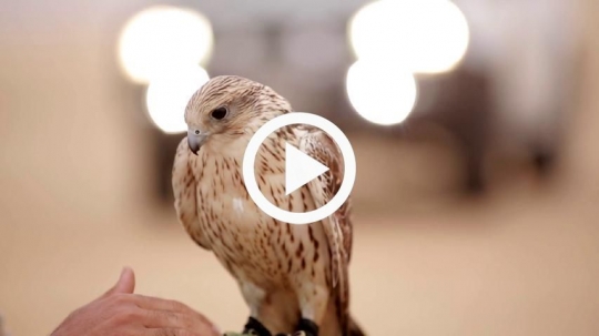 Man rubbing chest of falcon