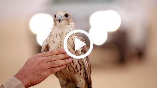 Man rubbing chest of falcon