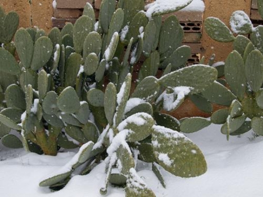 snow cactus