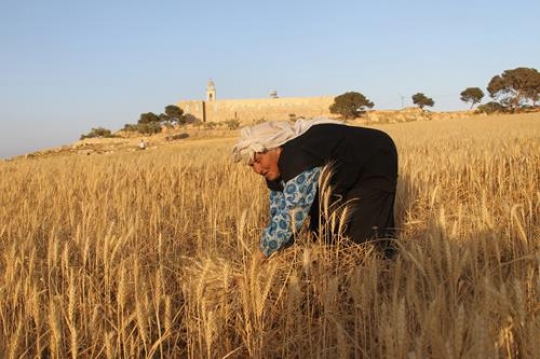 Woman and Wheat spikes