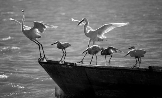 egret birds