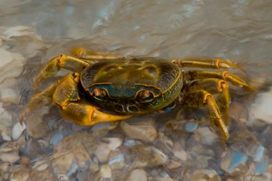 close up image for crab
