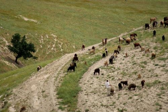 scene of livestock in the wilderness