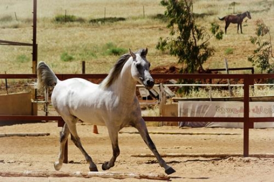 Arabic Horse 