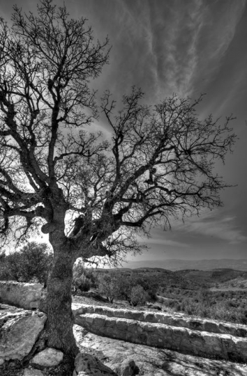 Tree In Grey