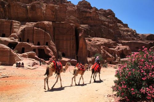 Camels in the abandoned city of Petra in Jordan.