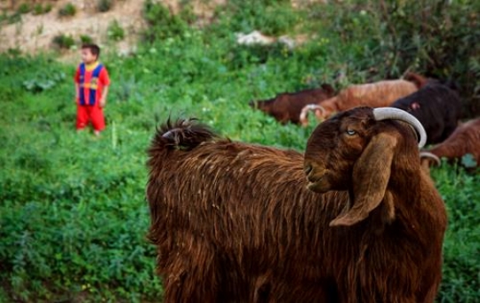 goats grazing in meadow