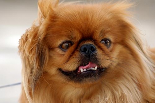 close up of pekingese dog