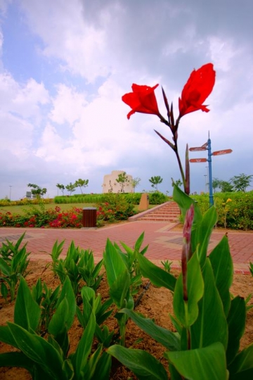 planted flower in a garden