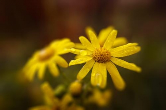 yellow flowers with water droplets