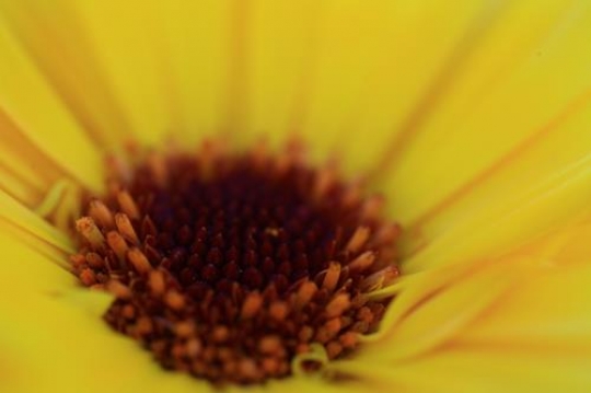 daisy close up
