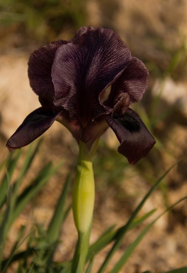 a closeup image for black iris flowers