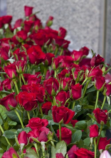 Red Roses