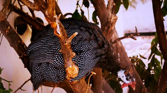 helmeted guinea fowl