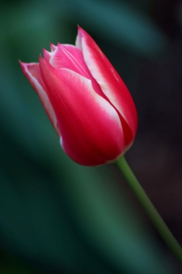 Tulip 