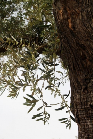 Olive tree