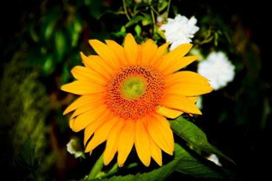 Sun coloured flower