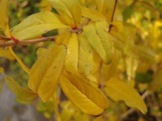 Autumn in nablus