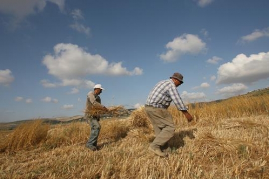 harvest season