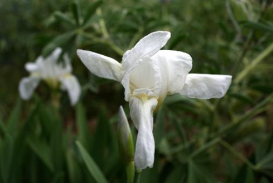 white tulip close up