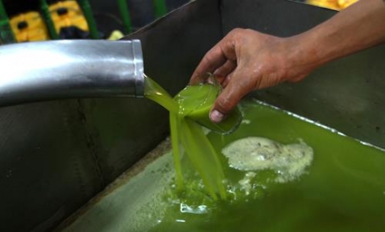 Olive oil y