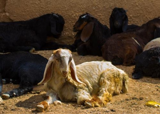 -Goats in the Countryside