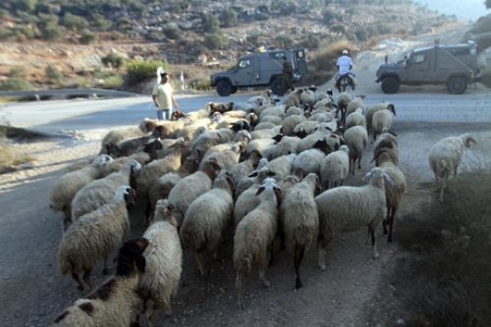 shepherd