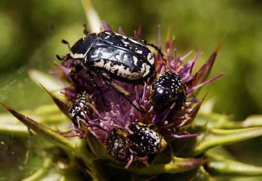 trypocopris vernalis on flower