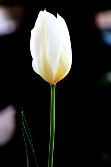 Tulip