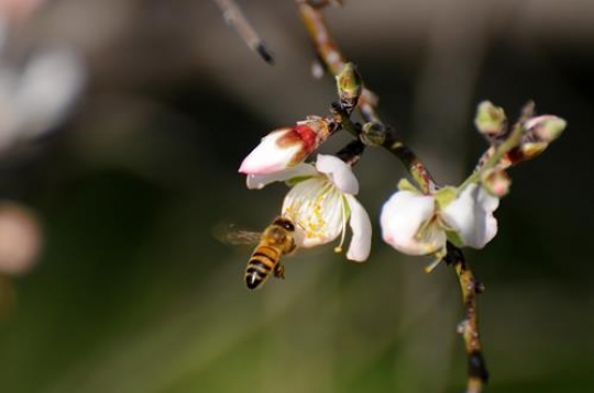 Blossom and Bee