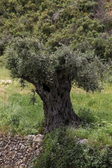 Olive Tree in Nablus