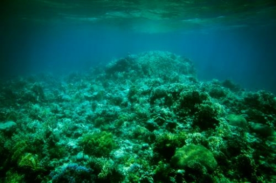 underwater sealife on gulf of aqaba
