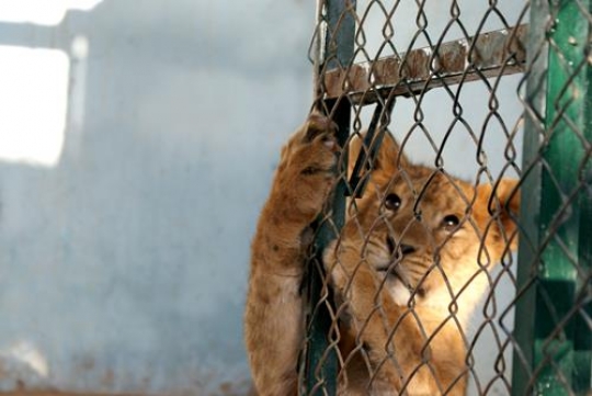 baby tiger in a wildlife reserve