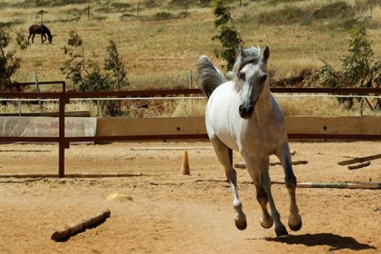 Arabic Horse 