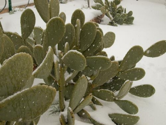 snow cactus