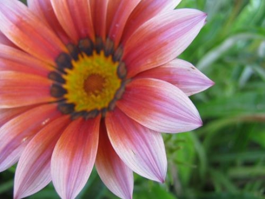 Flower y