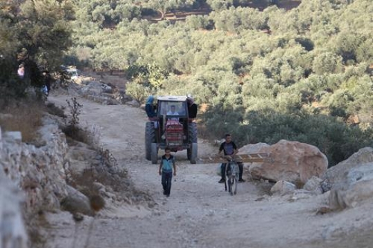 Olive harvest season in Pales