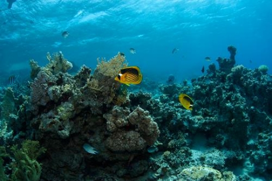 Seabed