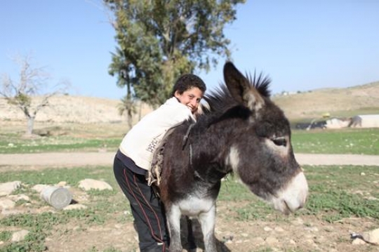 Happy little boy is playing with him brothers and trying to Ride a donkey