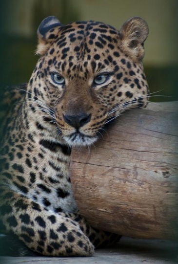 close up of a panther