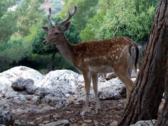 Deer