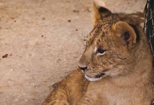 close up of a baby tiger