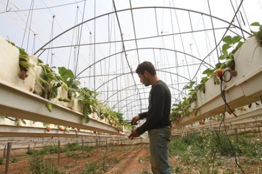 young man in a strawberry field