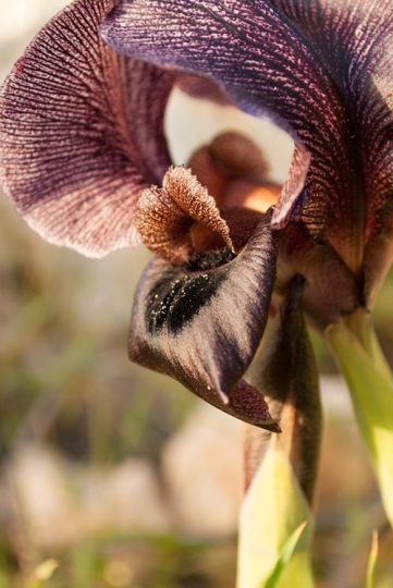 a closeup image of black iris flowers