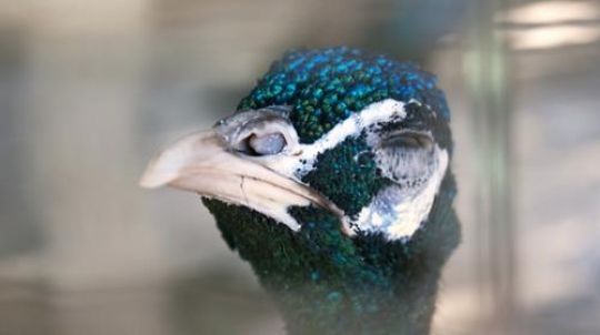 blue peacock