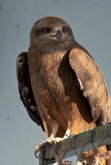 hawk in reserve