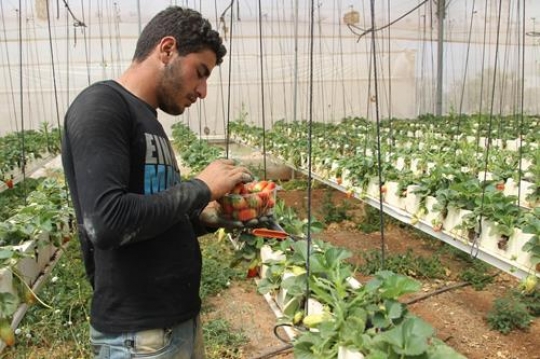 strawberry in plastic container