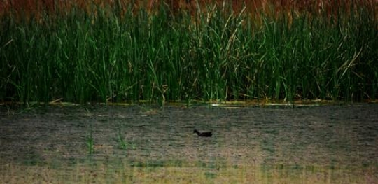 Azraq Wetland Reserve