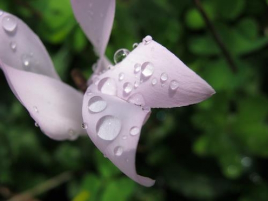 Fresh drops on blossom