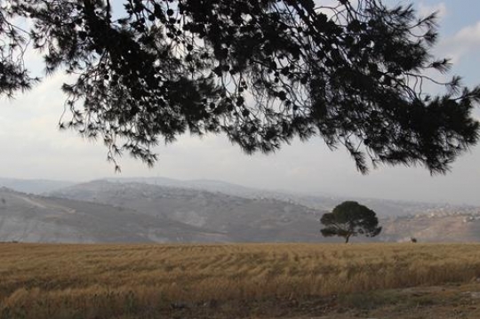 lonely tree on the field